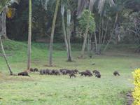 Mangusten im Hotel Park