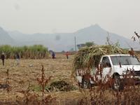 Zuckerrohr schneiden