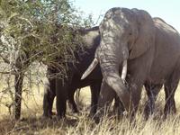 Elefanten im Krueger National Park
