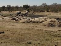 un zwei Elefanten dazu