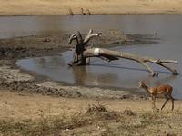 das Krokodil will auch zuschauen