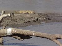 so viele Tiere und ich habe keinen Hunger