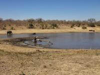 ich kann schwimmen wie ein Nilpferd im Krueger Park !