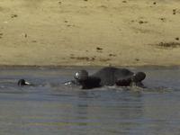 Rueckenschwumm geht auch schon