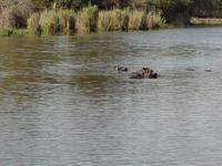hier sind die Nilpferde
