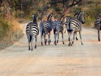 schnell schnell schnell