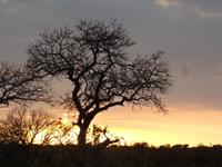 Sonnenaufgang im Krueger Park 6 Uhr morgends
