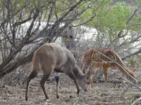 Nyala und Kronenducker