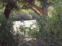 ein Nilpferd ganz alleine