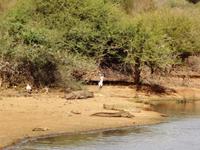 3 Riesen Krokodile mit Storch und Fischadler