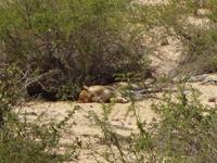 Loewe in der Mittagssonne