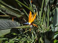 Papageienblume aus Suedafrika