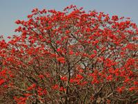 Koralenbaum in voller Bluete