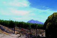 Devon Valley - Weinregion Stellenbosch