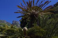 Botanischer Garten Kirstenbosch