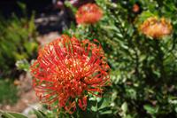 Botanischer Garten Kirstenbosch - Protea