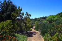 Botanischer Garten Kirstenbosch