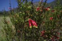 Botanischer Garten Kirstenbosch