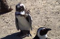 Boulders Beach - Pinguin noch nicht frisiert