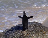 Boulders Beach - Flugversuche