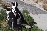 Boulders Beach - Pinguine