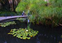 Spaziergang durch Company`s Garden