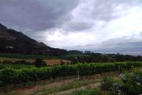 Weinregion Contantia