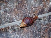 Umlilo Lodge - Hausschnecke 