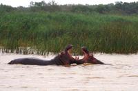 Regentag = Freudentag für die Hippos