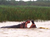 Regentag = Freudentag für die Hippos