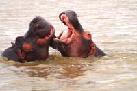 St. Lucia - raufende Hippos