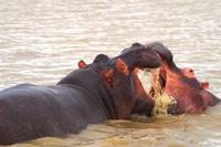 St. Lucia - raufende Hippos