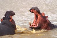 happy Hippos