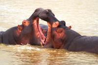 happy Hippos