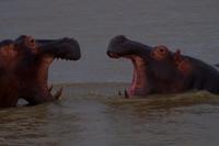 Schrei mich nicht so an....