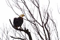African Fish Eagle = Schreiseeadler
