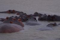 Regentag = Freudentag für die Hippos