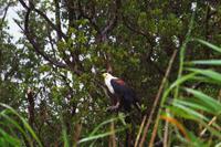 African Fish Eagle = Schreiseeadler