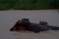 Regentag = Freudentag für die Hippos