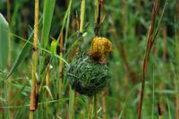 Webervogel beim Nestbau