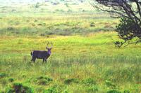 Ausflug nach Cape Vidal - Wasserbock
