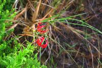 Ausflug nach Cape Vidal