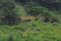 Ausflug nach Cape Vidal - Kapbüffel