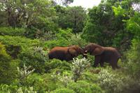 Ausflug nach Cape Vidal - Elefanten
