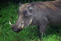 Ausflug nach Cape Vidal - Warzenschwein