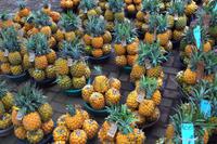 Fahrt nach Swaziland