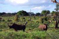 Mhkaya Reservat - Breitmalnashörner