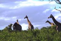 Pirschfahrt im Mhkaya Reservat - Giraffenherde