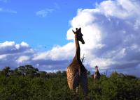 Mhkaya Reservat - Giraffen