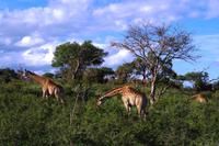 Mhkaya Reservat - Giraffen